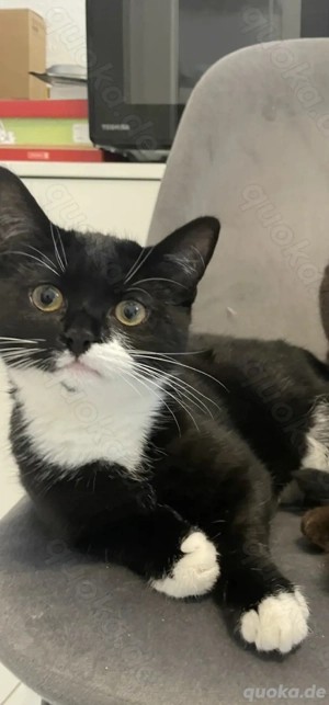 britischkurzhaar kater 