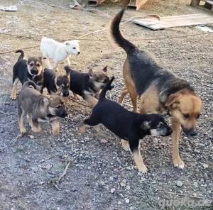 Schäferhund Mix Welpen