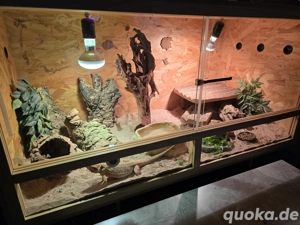 2 Bartagamen mit Terrarium 