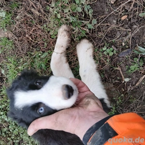 Border Collie Welpen zu verkaufen !!