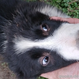 Border Collie Welpen zu verkaufen !!