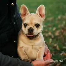 Merle-Französische Bulldoggen-Prinzessin, CLARA