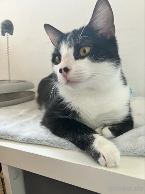 Kater nero 11monate alt