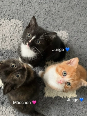 Süße Kätzchen abzugeben