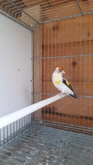 Stieglitz weiblich aus 2025