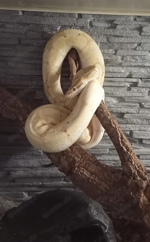 Königsphyton 1.0 Cinnamon Spider Coral Glow Banana ODER 1.0 Mystic 100% hetero Piebald NZ '15