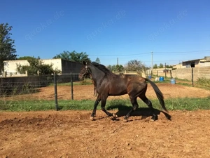 Französischer Traber-Wallach