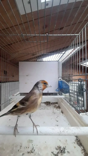 Mischling stieglitz kanarienvogel TOP singer. 