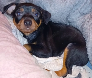 Ich suche neuen Zuhause. 