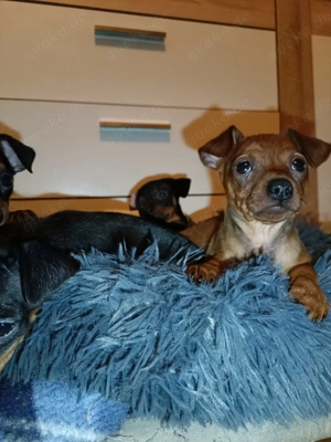 Zwergpinscher-Welpen