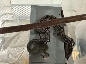  Orthriophis callicyanous 0,0,7 NZ 25 Blue beauty