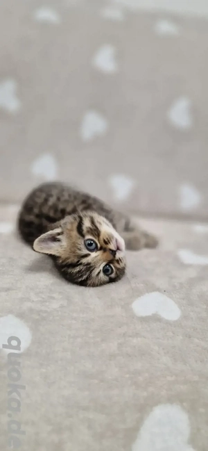 Reinrassige Bkh Kitten Britisch Kurzhaar Kater