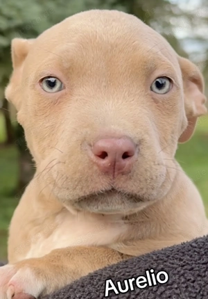 American Bully XL lilac Merle tricolor, White Merle 