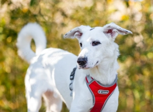 Uma - ein fröhlicher, lernbegieriger Rüde auf der Suche nach einem ruhigen Zuhause mit viel Liebe