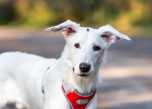 Uma - ein lebhafter, lernfreudiger Rüde auf der Suche nach seinem ruhigen Zuhause