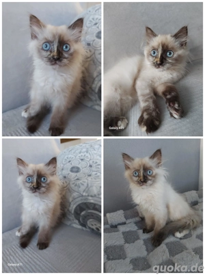 Heilige Birma Kätzchen,Kitten, Weibchen