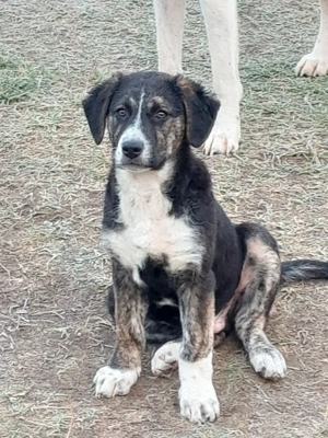 Unser letzter Welpe(Rüde) sucht noch ein Zuhause