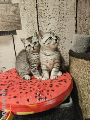 BKH Kitten reinrassig 