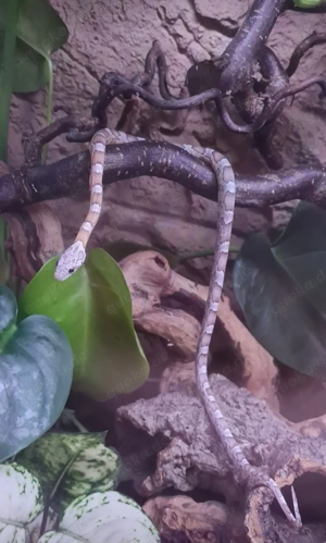 0.1 Sunkissed Kornnatter