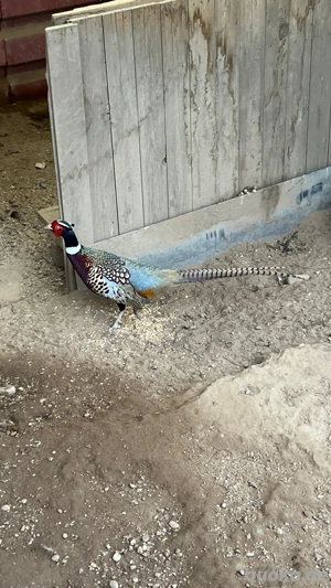 Reinerbige Formosa Ringfasan von 24 