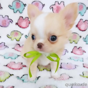 Entzückende Chihuahua-Welpen