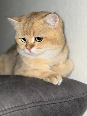 Erfahrene Deckkater BKH - mit Stammbaum