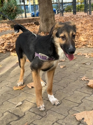 Elia sucht ein Körbchen 