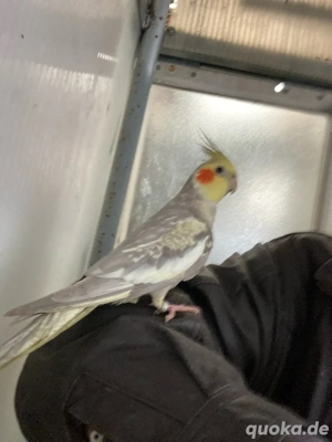 nymphensittichen handzahme