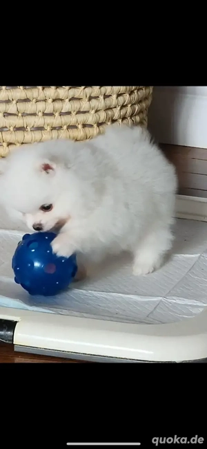 Zwergspitz-pomeranian welpen abzugeben