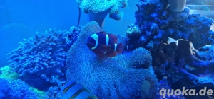 meerwasseraquarium fische paar premnas biaculeatus Bild 3