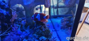 meerwasseraquarium fische paar premnas biaculeatus Bild 2