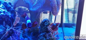 paar premnas biaculeatus 