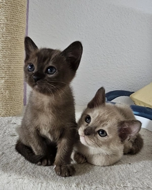 Burma Kitten. Reinrassig. Lilac, braun