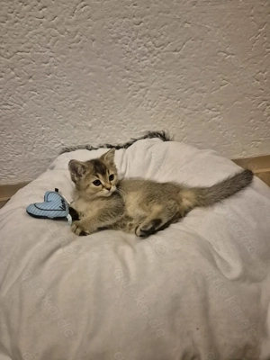 Bildhübscher Perser BKH Baby