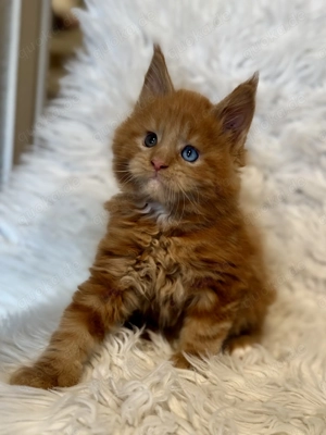 Maine Coon Babys mit blauen Augen