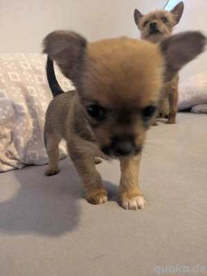 Chiuhahua yokisher welpen