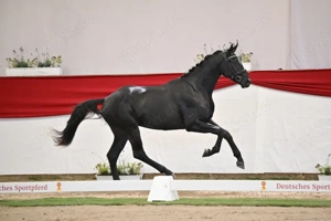 Dressurpferdenachwuchs