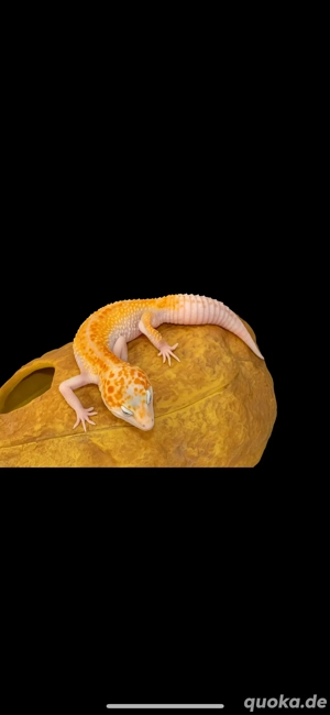 Leopardengecko Weibchen WY Pastel 
