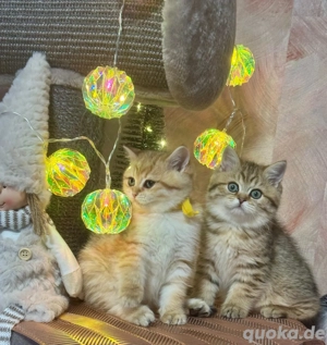 Süße BKH Kitten mit Stammbaum