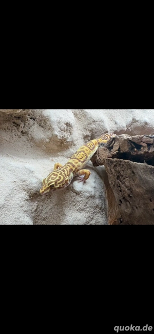 Leopardengecko Weibchen Tremper Albino 