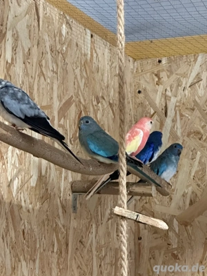 Verschiedene Sittiche abzugeben