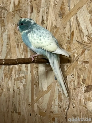 Ziegensittich Henne gesäumt von 2025