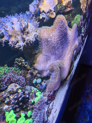 Meerwasser XXL Koralle 