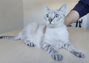 CASSANDRA- gesellig, verschmust, menschenbezogen