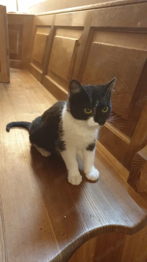 Katze, Baby Kater, 14 Wochen alt