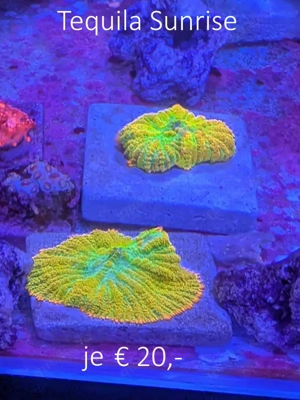 Euphyllia paraancora Korallen, Nachzuchten, LPS Bild 2