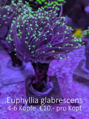 Euphyllia paraancora Korallen, Nachzuchten, LPS Bild 3