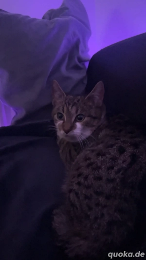 1 Kater zu verkaufen 