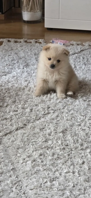 pomeranian spitz Welpen 