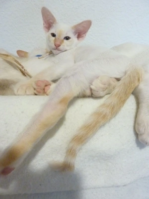 8 kleine OKH Siamesen sind ABGABEBEREIT